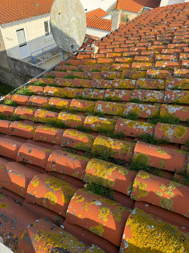 Toiture mousse — panneaux canal avant nettoyage — Dethière Énergie France